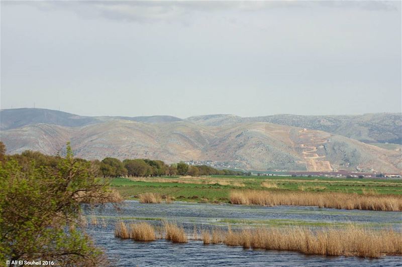  tb  ammiq  bekaa  valley  water  swamp  lake ... (`Ammiq, Béqaa, Lebanon)