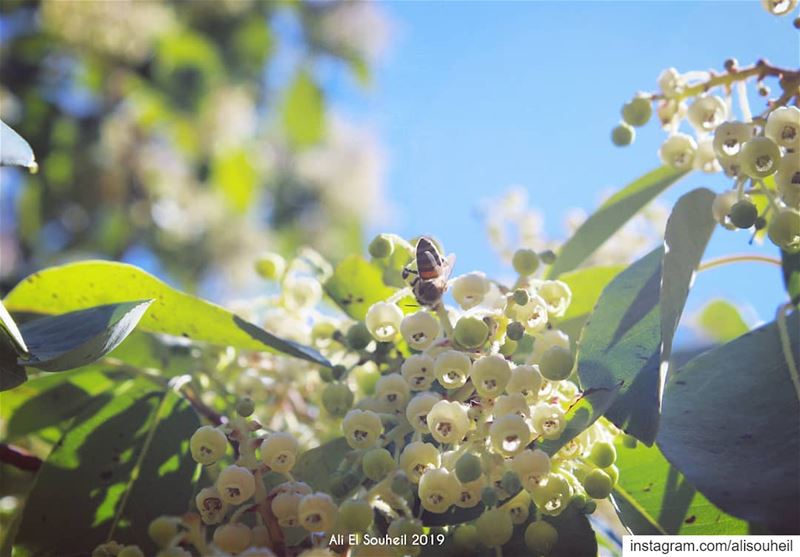  tb  anan  blossom  southlebanon  bee  flowers  colorful  livelovelebanon ... (Anâne, Al Janub, Lebanon)