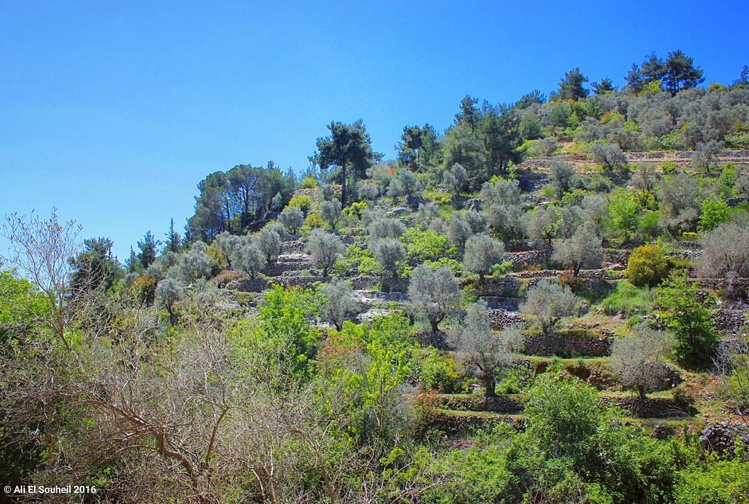  tb  baaqline  chouf  nature  sky  trees  colors  olive  fall ... (Baaqlîne, Mont-Liban, Lebanon)