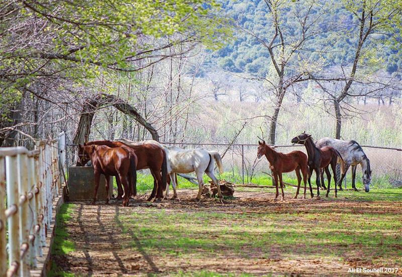  tb  bekaa  valley  horse  farm  nature  trees  lebanon  lebanon  colorful... (Zahlé, Lebanon)