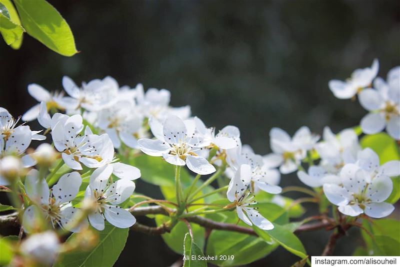  tb  blossom  white  flower  tree  closeup  nature  mountlebanon  colorful... (El-Mukhtarah, Mont-Liban, Lebanon)