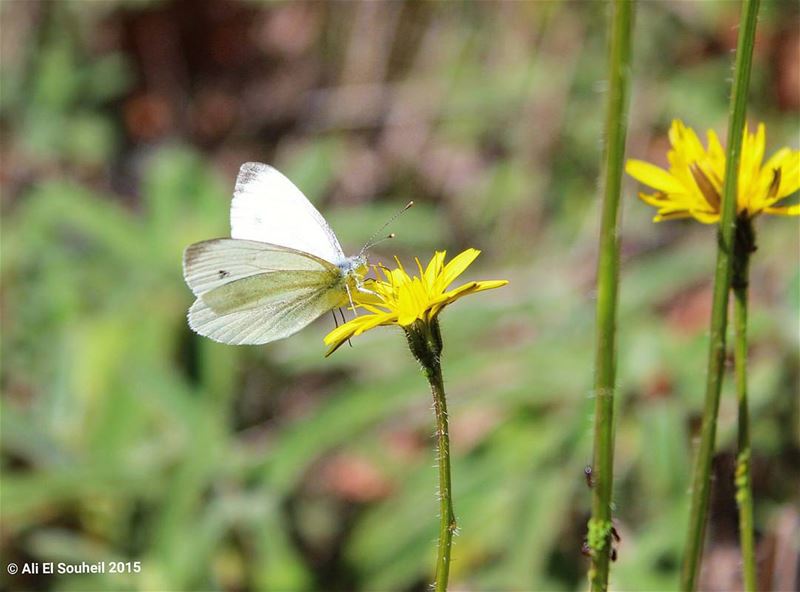  tb  butterfly  flower  yellow  closeup  kfardebian ... (Kfardebian)