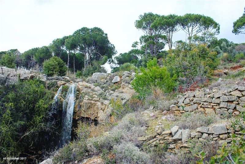  tb  bzebdine  mountlebanon  waterfall  pine  trees  nature  naturelovers ... (Bzébdîne, Mont-Liban, Lebanon)