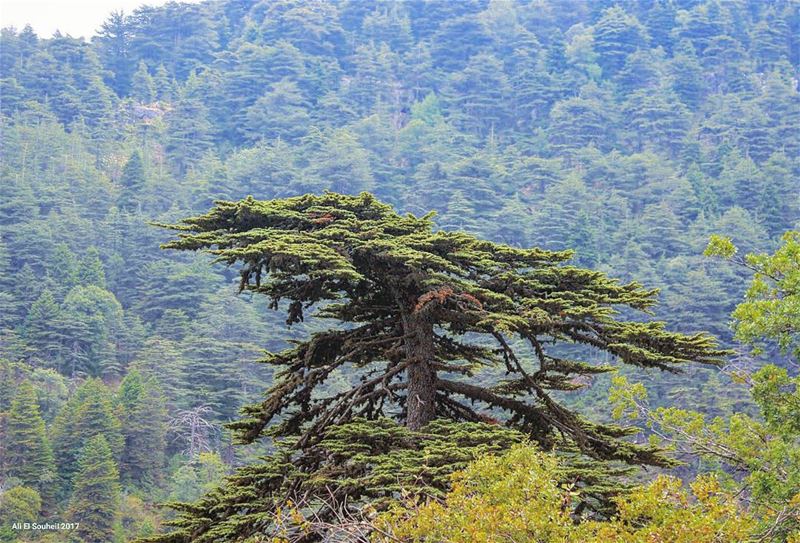  tb  cedars  ehden  forest  northlebanon  tree  lebanon  colorful ... (Ehden, Lebanon)