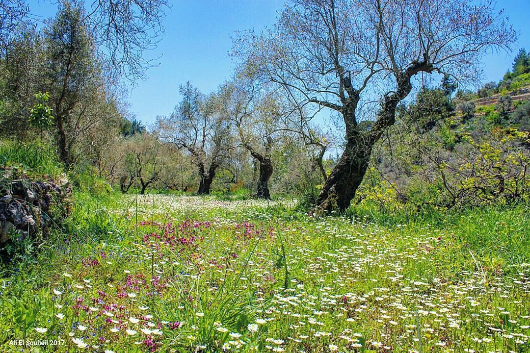  tb  chouf  baaqline  flowers  olive  trees  green  nature  sky  lebanon ... (Baaqlîne, Mont-Liban, Lebanon)
