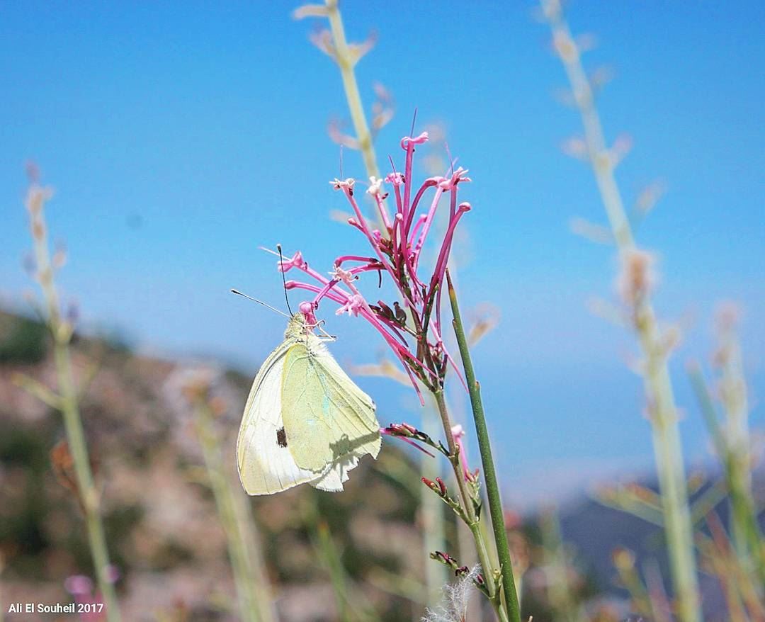 tb  ehden  butterfly  closeup  macro  northlebanon  colors  flower  ... (Ehden, Lebanon)