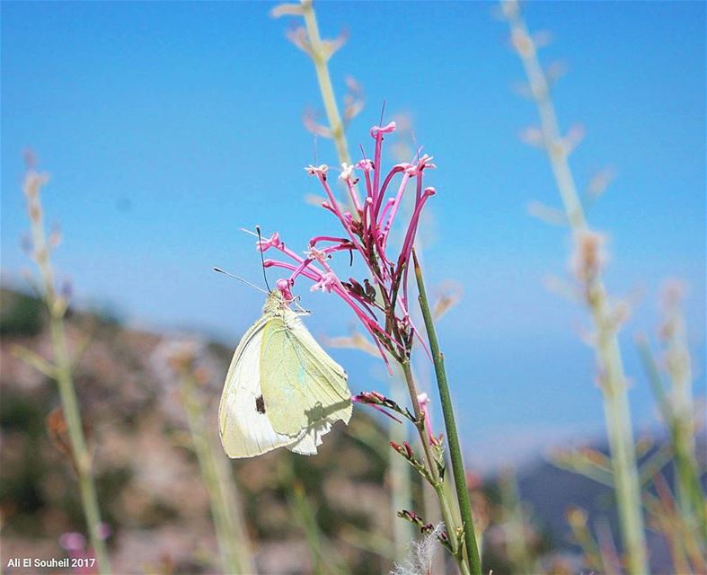  tb  ehden  butterfly  closeup  macro  northlebanon  colors  flower  ... (Ehden, Lebanon)