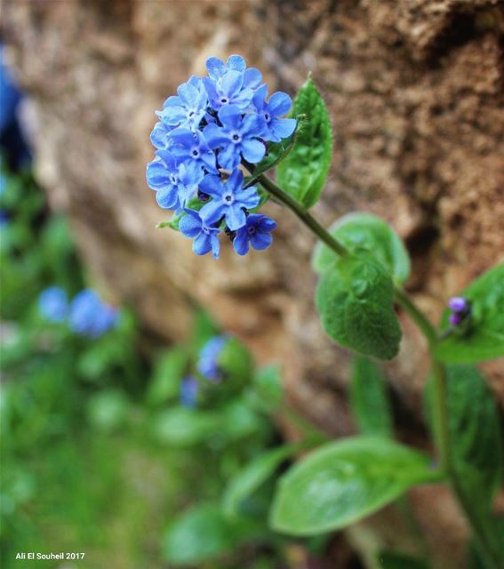  tb  flower  blue  northlebanon  closeup  colorful   lebanon  colorful ... (`Aymar, Liban-Nord, Lebanon)