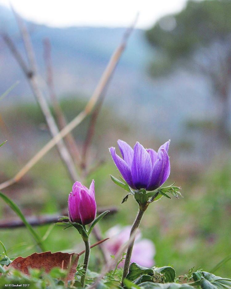  tb  flowers  closeup  purple  bzebdine  mountlebanon  colors  nature ... (Bzébdîne, Mont-Liban, Lebanon)