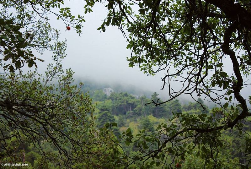  tb  forest  nature  trees  fug  northlebanon  ehden  lebanon  colorful ... (Ehden, Lebanon)