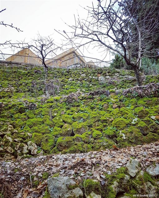 tb  green  wall  nature  mountlebanon  lebanon  colorful  livelovelebanon... (Baskinta, Lebanon)