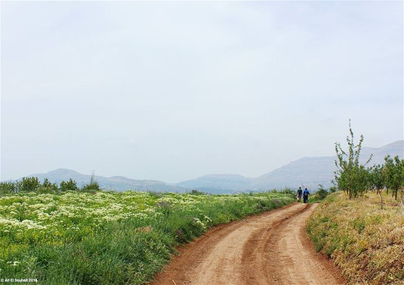  tb  hiking  alarez  road  nature  green  mountains ... (Al Arz)