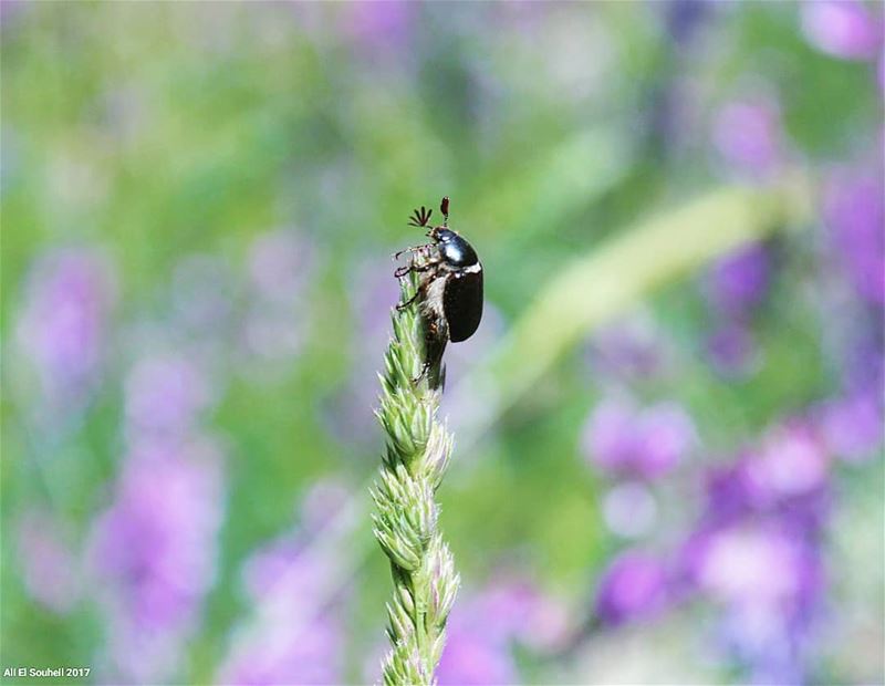  tb  insect  jabalmoussa  montlebanon  closeup  lebanon  colorful ... (Jabal Moûssi)
