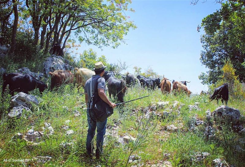  tb  jabalmoussa  mountlebanon  nature  trees  goats  goatherd  sky ...