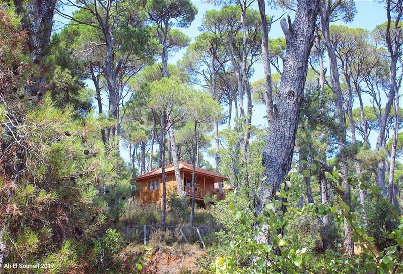  tb  jezzine  forest  pine  trees  wood  house  nature  southlebanon ... (La Maison de la Forêt)
