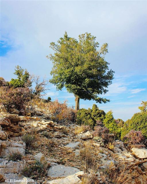  tb  mizyara  northlebanon  tree  lebanon  colorful  livelovelebanon ... (Miziâra, Liban-Nord, Lebanon)