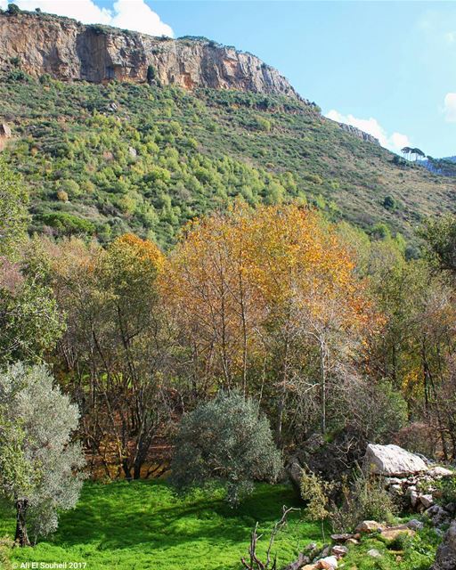  tb  mountains  besri  green  forest  colorfull  colors  trees ... (Besri, Chouf)