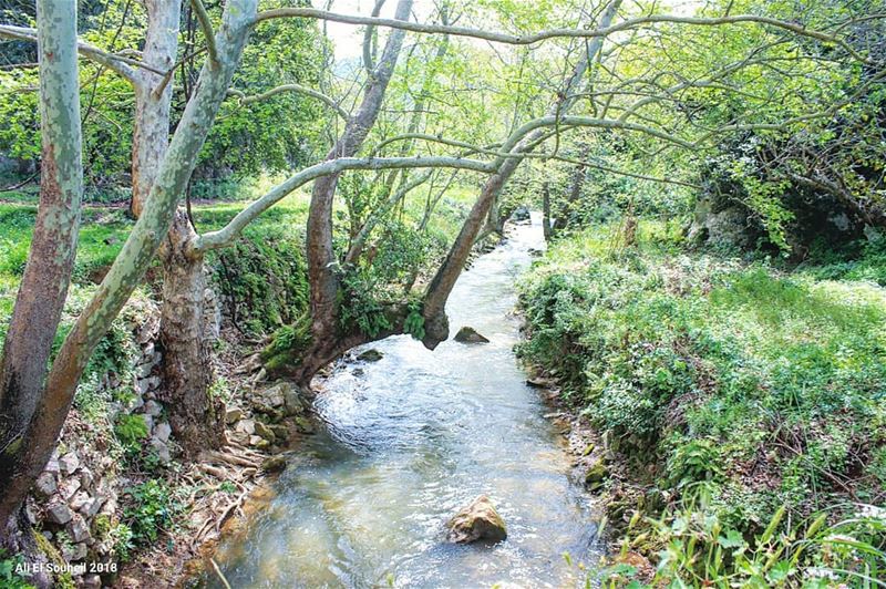  tb  nahreljouz  river  trees   lebanon  colorful  livelovelebanon ... (Naher El jouz)