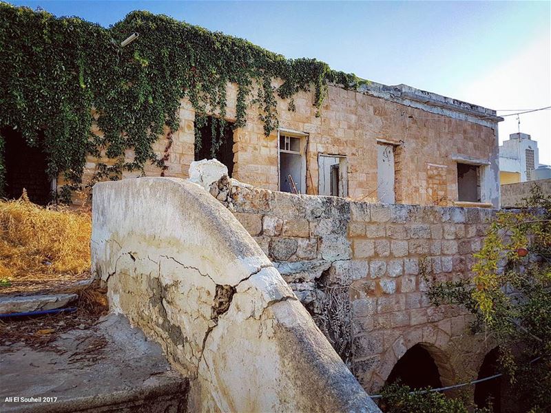  tb  old  lebanese  house  tyre  city  lebanon  tree  southlebanon  ... (Soûr, Al Janub, Lebanon)