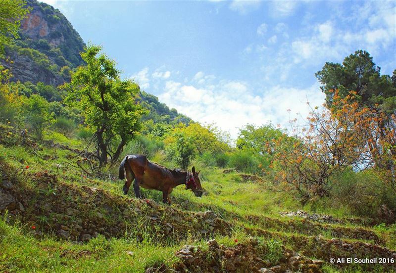  tb  qannobine  horse  valley  nature  green  holy  land  naturelovers ... (Wadi qannoubine)