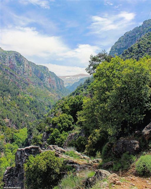  tb  qannoubine  holy  valley  kadisha  northlebanon  nature  trees  ... (Ouâdi Qannoûbîne, Liban-Nord, Lebanon)