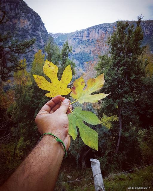  tb  qannoubine  valley  tree  winter  leaves  nature  green  yellow ... (Wadi Qannubin, Liban-Nord, Lebanon)