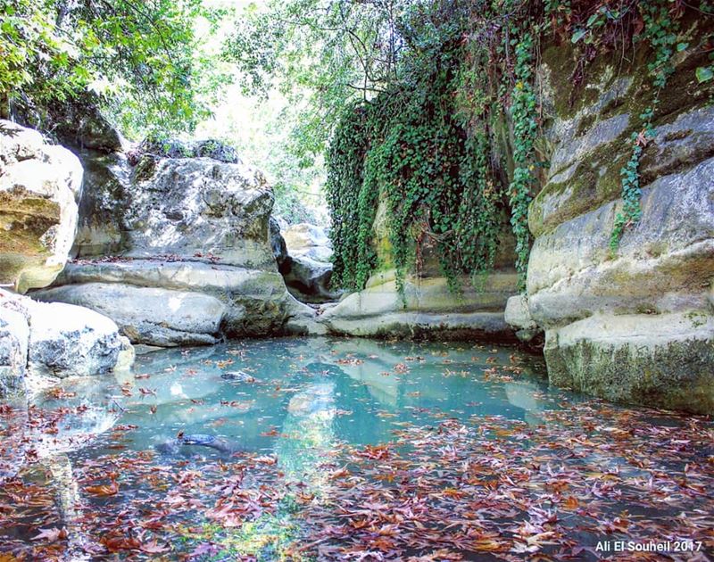  tb  river  baaqlime  mountlebanon  water  leaves  reflection  rocks  ... (Darayah, Mont-Liban, Lebanon)