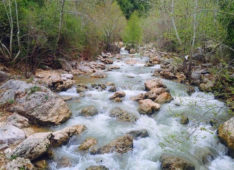  tb river trees water nature lebanon kfardebian northlebanon instalebanon... (Kfardebian)