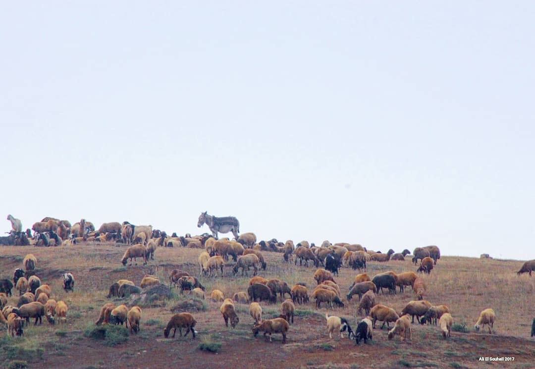  tb  sannine  northlebanon  sheeps  lebanon  colorful  livelovelebanon ... (Sannin, Mont-Liban, Lebanon)