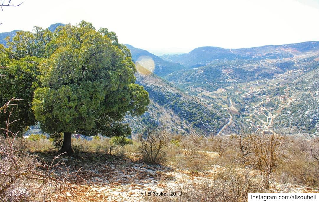  tb  southlebanon  aramta  tree  mountains  nature  colorful ... (`Aramtá, Al Janub, Lebanon)