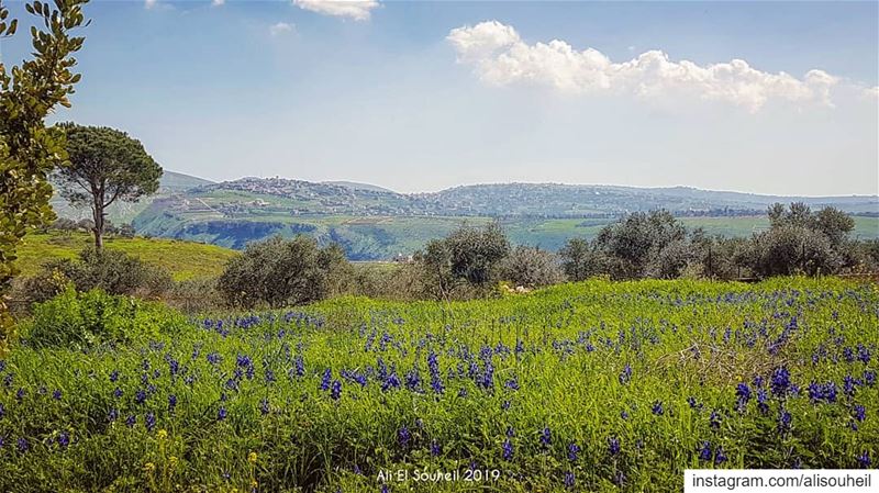  tb  southlebanon  spring  flowers  blue  sky  clouds  mountains  nature  ... (Yohmorelchakif)