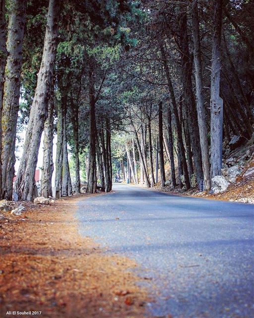  tb  tebnin  southlebanon  tree  road  perspective   spring   colorful ... (Tibnin)