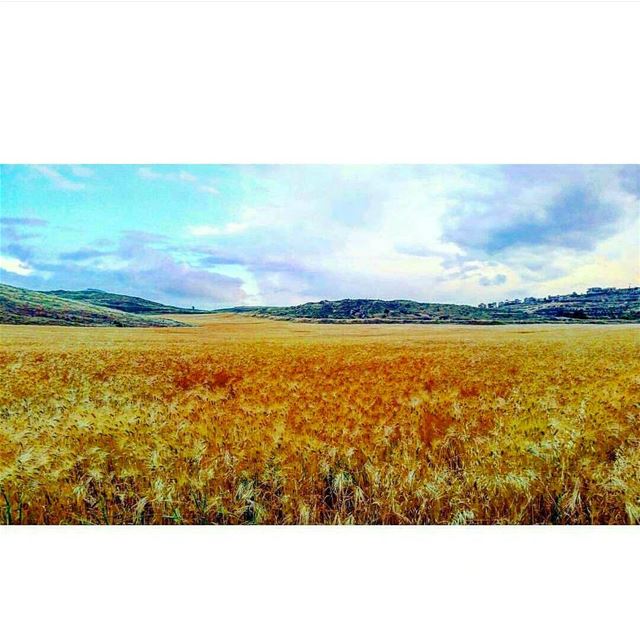 Tb 🌾🙋 wheatgrass wheat beqaa tb winter clouds cloudy blue nature sky...