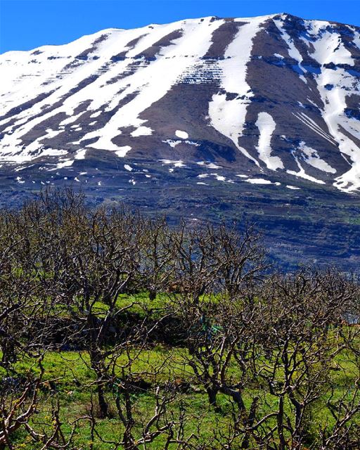  tb  winteriscoming  mountains  snow  trees  nature_perfection  skylovers ...