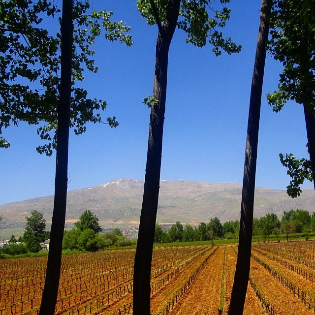 territoires grape raisin winesoflebanon winemountain treesplaine natureshots discoverlebanonsnature discoverlebanonbôliban