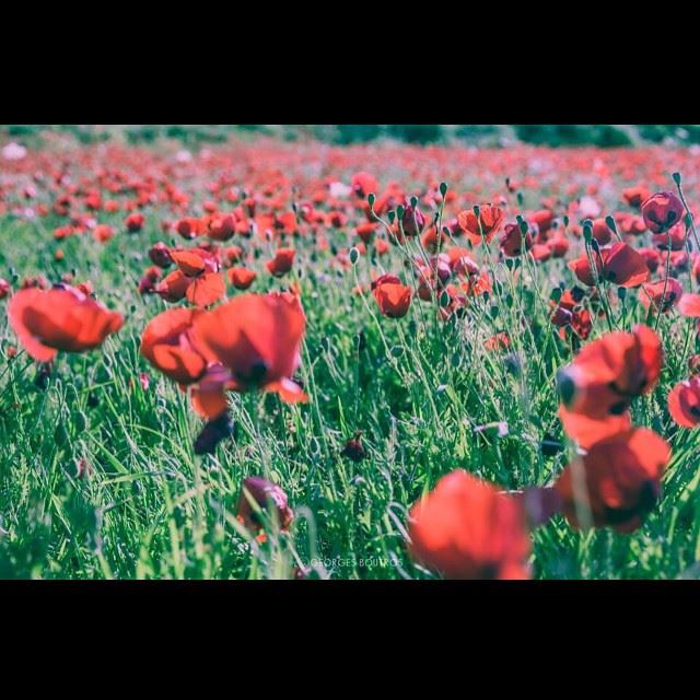 That Coquelicot invasion!  Lebanon  Coquelicot nature  flowers ... (Chekka Jdîdé, Liban-Nord, Lebanon)