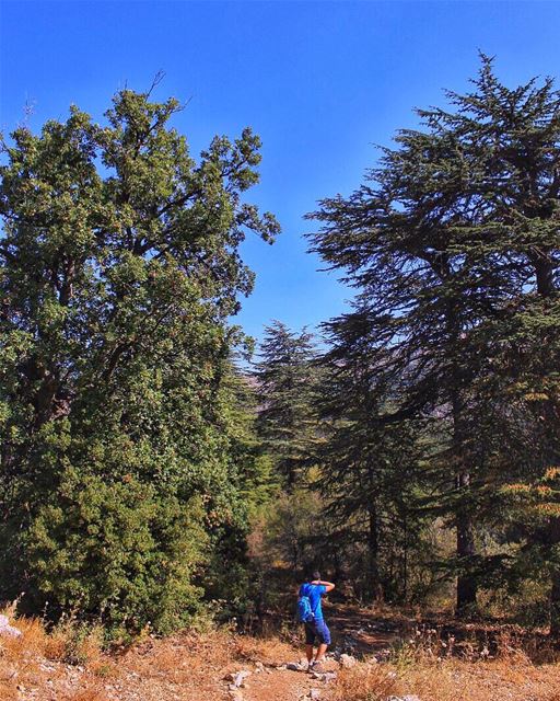 That moment when you think you may have dropped one of your snacks on the... (Horsh Ehden)