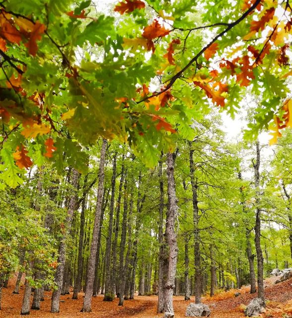 That  time of the year .. When the  leaves  fall.. fnaidek  ammouaa ... (Fnaïdek, Liban-Nord, Lebanon)