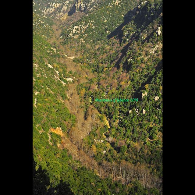 The almighty Golden snake/dragon of Fall turn grey in Winter!Wadi es... (Wadi es Salib)