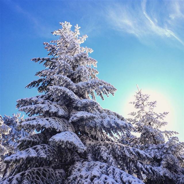 The almighty 💜🌲  lebanon  arez  cedar  lebanese  lebanesecedar ... (Arez Bcharre)