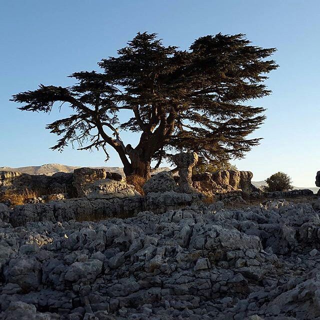 The amazing cedar of tannourine..