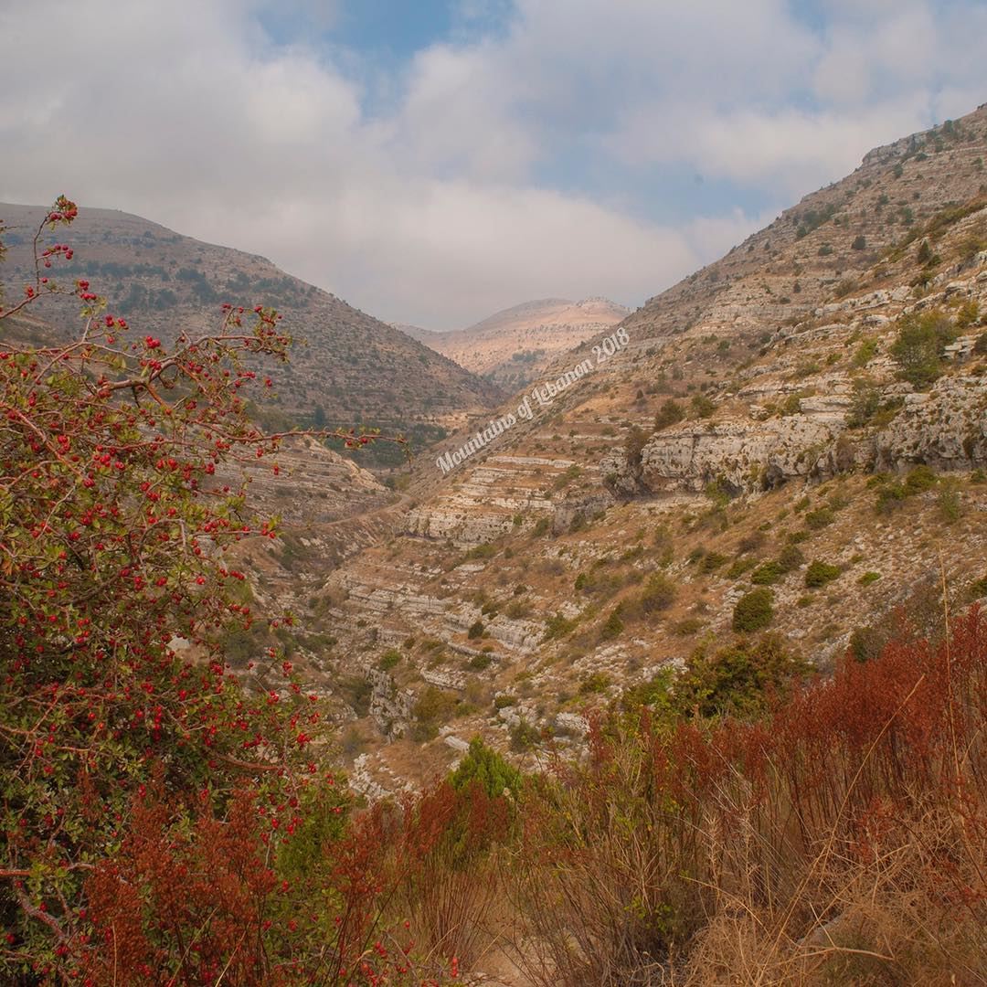 The Amazing colors of late summer including wild fruits!Nuances of browns, (Akoura, Mont-Liban, Lebanon)