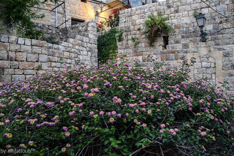 "The Amen of nature is always a flower." - Oliver Wendell Holmes, Sr....