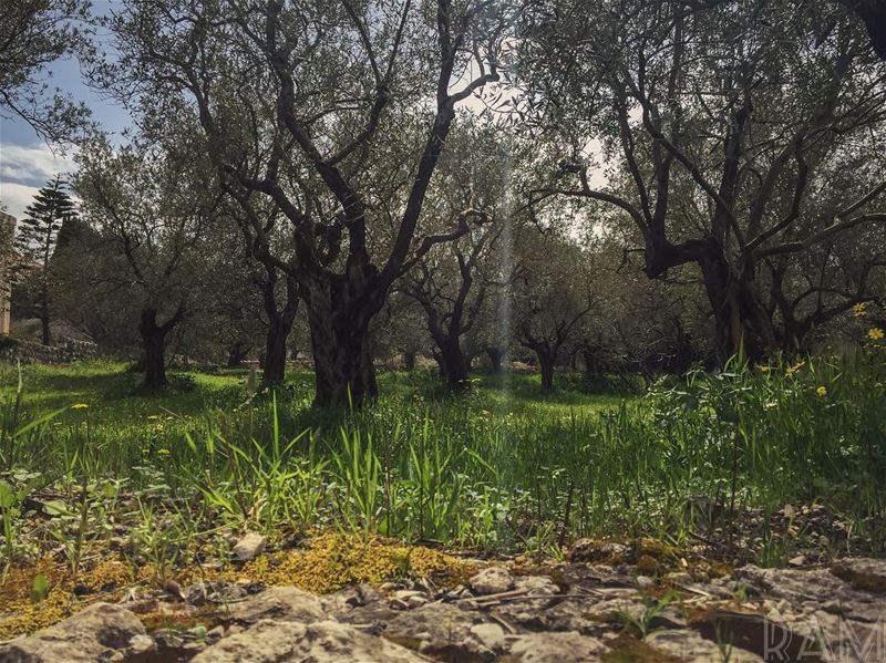 The art of healing comes from Nature.______________________________... (Amioûn, Liban-Nord, Lebanon)