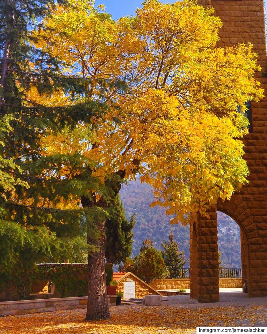 The Autumn Tree 🍁 autumn  fall  lebanonrepublic  eyes sunset ... (Saydet al - shir)