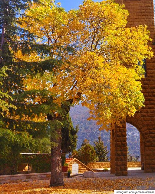 The Autumn Tree 🍁 autumn  fall  lebanonrepublic  eyes sunset ... (Saydet al - shir)