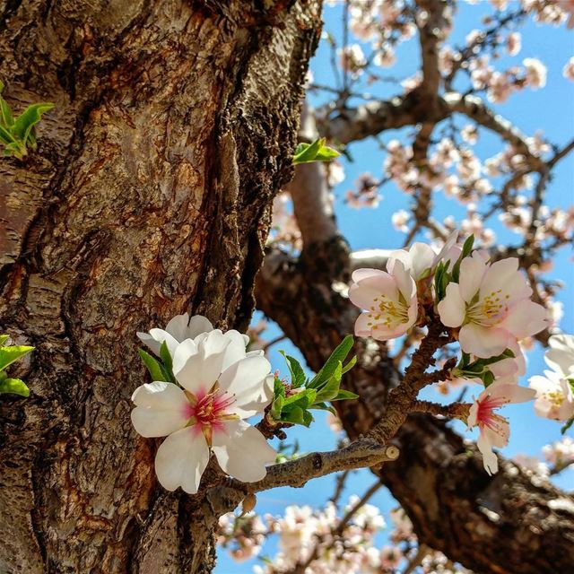 The baker in that village pointed out what each tree was. Some were... (Barqa)