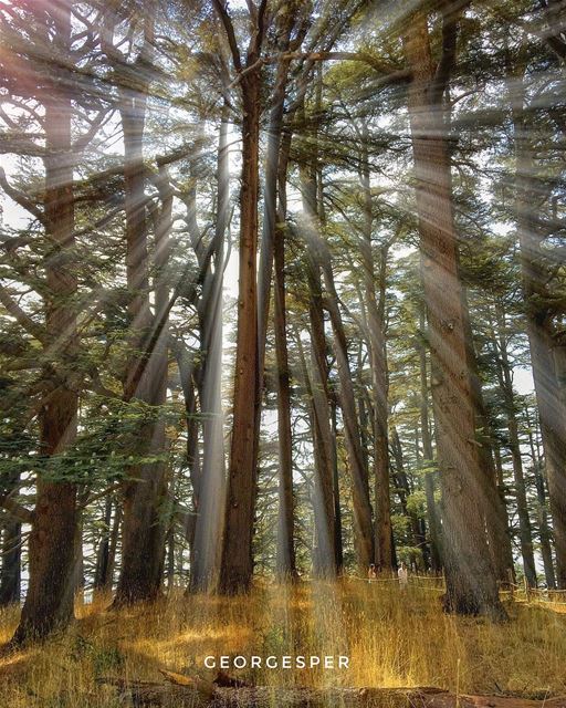 The Bcharre cedars, also known as the cedars of God is the most famous... (Cedars Of Lebanon)
