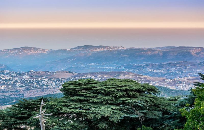 The beautiful cedars of Lebanon "Cedars Of God" that lives more than 2000... (Shouf Biosphere Reserve)