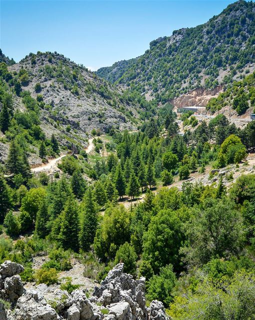 .The beautiful forest of Laklouk,LB. Heaven on earth! Good evening dear... (El Laqloûq, Mont-Liban, Lebanon)